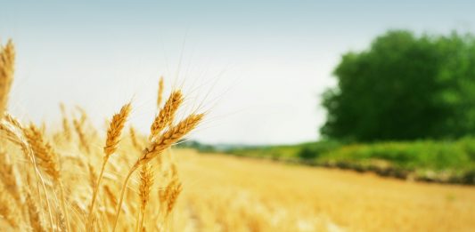 Depositphotos_21333135_original_IgorStrukov