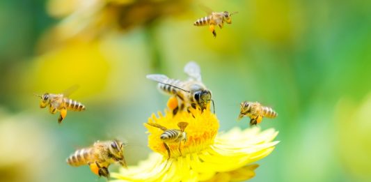 Depositphotos_21708289_original_szefei-2