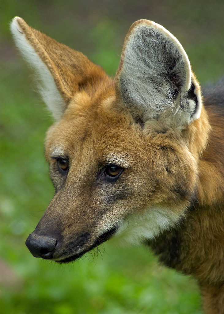 Ameaçado de extinção, lobo-guará é resgatado dentro de barracão em