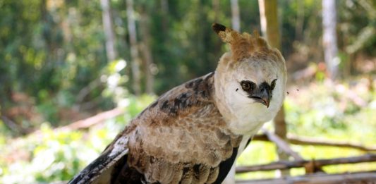 Depositphotos_2394694_original_atelopus