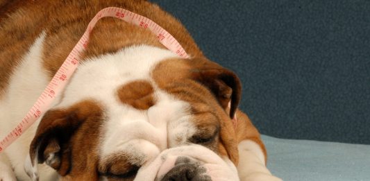 Depositphotos_24136063_original_willeecole