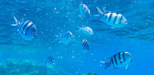 Depositphotos_25018425_original_Mustang_79-3