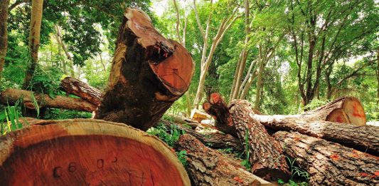 Depositphotos_25374077_original_kampee_p