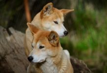 Cães selvagens australianos: por que os Dingos estão ameaçados de extinção?