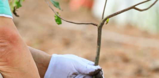 Depositphotos_30743165_original_phrompas