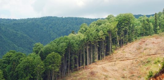 Depositphotos_33557815_original_ibogdan