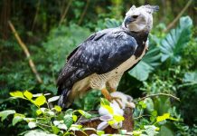 Entenda a importância da cadeia alimentar