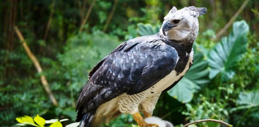 Depositphotos_34390731_original_ChepeNicoli