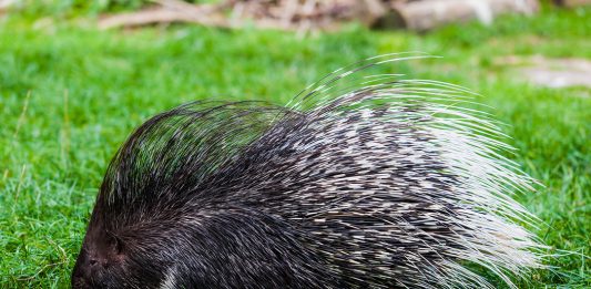 Depositphotos_41533655_m-2