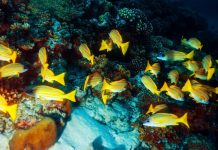 Economia azul: Saiba como ela beneficia a biodiversidade marinha