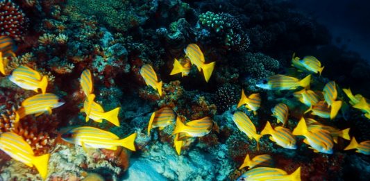 Depositphotos_43923555_original_AnnaOmelchenko