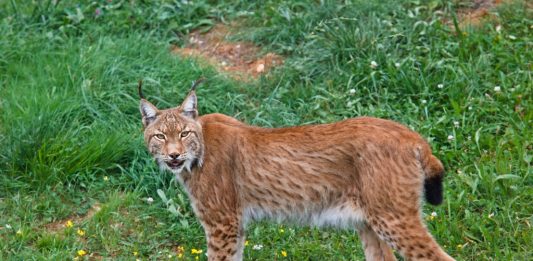 Depositphotos_6345537_original-broker