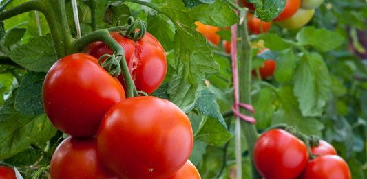 Depositphotos_9606592_m-2