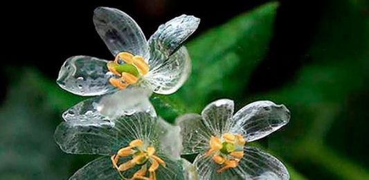 Diphylleia-grayi-flor-que-se-transforma-en-cristal-cuando-llueve-5-2