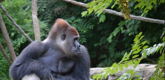Harambe-2