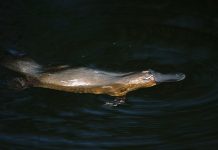 Confira algumas curiosidades sobre o ornitorrinco