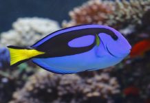 Nemo e Dory: ativistas alertam para caça desenfreada de peixes