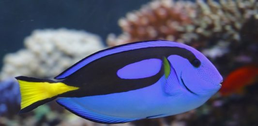 Procurando-Dory-2