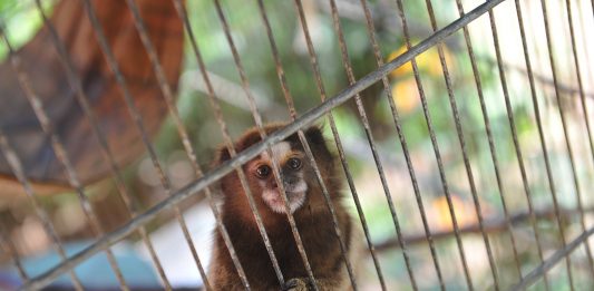 Resgate-Animal_baixa-38-4