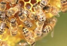 Animação mostra porque as abelhas estão morrendo