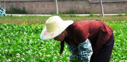 agricultura-sustentavel2