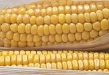 Apenas 11% dos brasileiros sabem quais alimentos transgênicos são cultivados no país, diz estudo