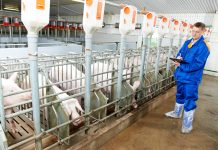 Em São Paulo, comissão aprova projeto que proíbe criação de animais em confinamento