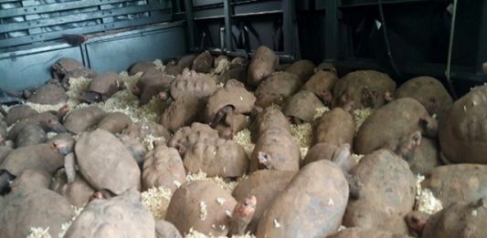 animais-apreendidos-2