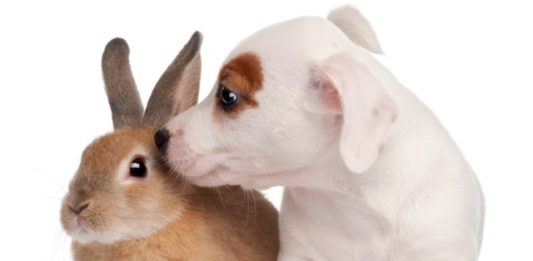animais-laboratorio-2
