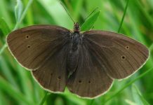 6 espécies de borboletas podem desaparecer até 2050