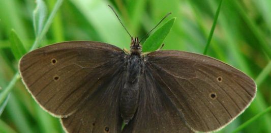 aphantopus-hyperantus2-2