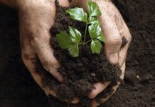 Aplicativo permite acompanhar desenvolvimento de árvores plantadas