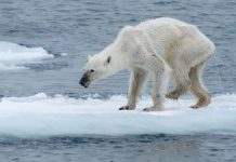 Aquecimento global: imagem de ursa desnutrida alerta sobre mudanças climáticas