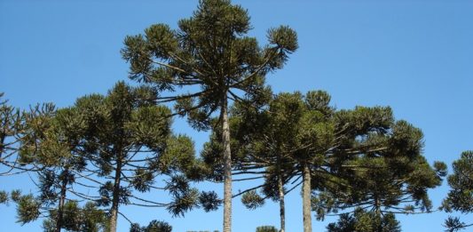 araucaria