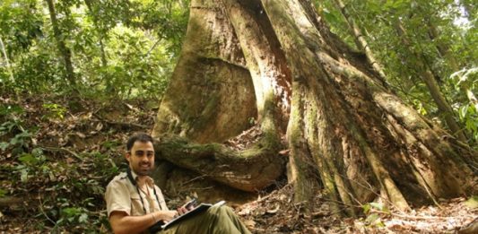 arvore-tropical-mais-alta-do-mundo-2