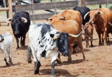 Descubra porque a criação de gado pode ajudar a combater problemas ambientais