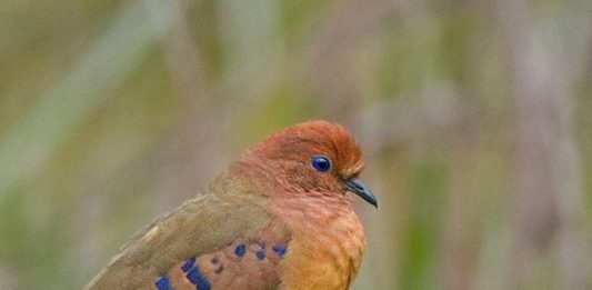 ave-considerada-extinta-e-redescoberta-no-cerrado-2