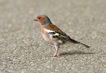 Estudo diz que 25 milhões de aves são mortas no Mediterrâneo anualmente