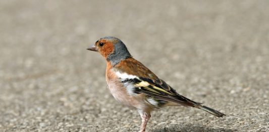 aves-abatidas-2