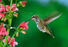 Comportamento do beija-flor sofre com mudanças climáticas