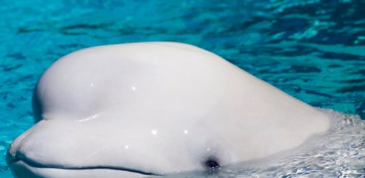 beluga-2