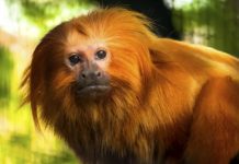 Publicação mapeia biodiversidade em Unidades de Conservação