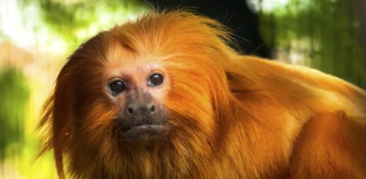 biodiversidade-2
