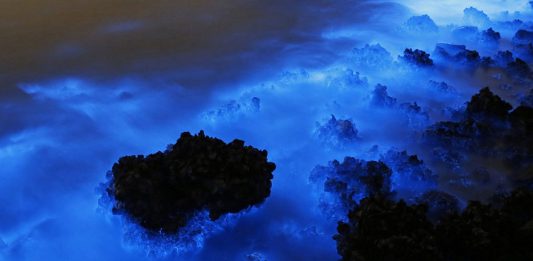 bioluminescence-hong-kong-noctiluca-scintillans-sea-sparkle-4-2