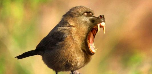 birboon-2