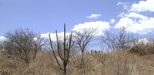 caatinga-2