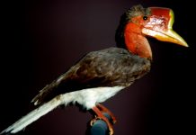 Cabeça de ave rara tem mais valor do que o marfim