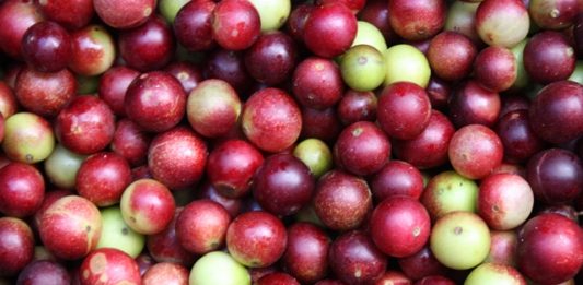 camu-camu-maior-fonte-de-vitamina-c-2