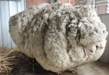 Carneiro fica anos sem tosa e rende 40kg de lã