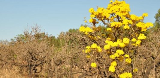 cerrado-4